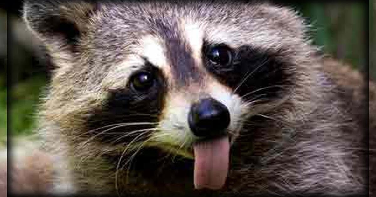 Captured beauty of the Raccoon, or Procyon lotor in the scientific world.