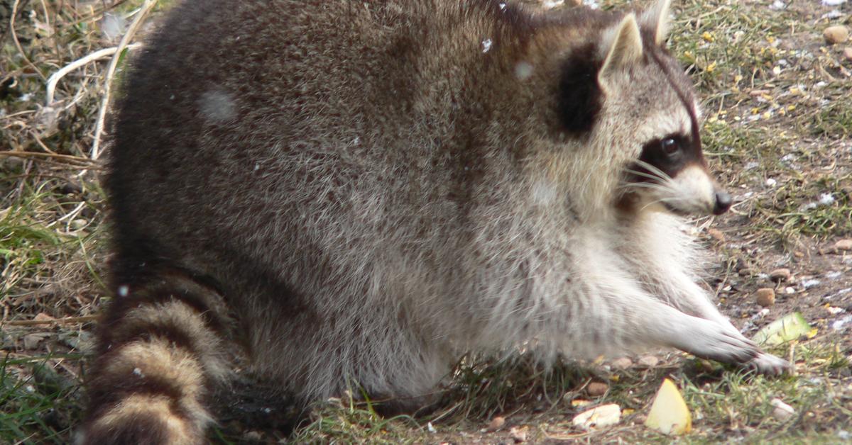 Splendid image of the Raccoon, with the scientific name Procyon lotor.