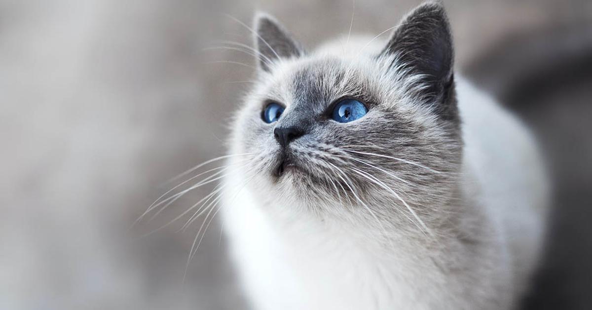 Charming view of the Ragdoll, in Indonesia referred to as Kucing Ragdoll.