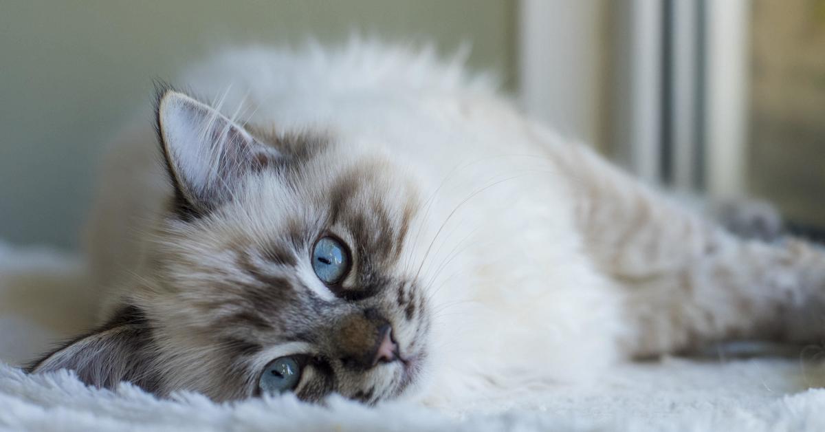 Striking appearance of the Ragdoll, known in scientific circles as Felis catus.