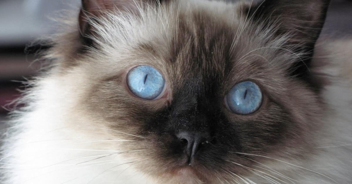 The Ragdoll, a beautiful species also known as Kucing Ragdoll in Bahasa Indonesia.