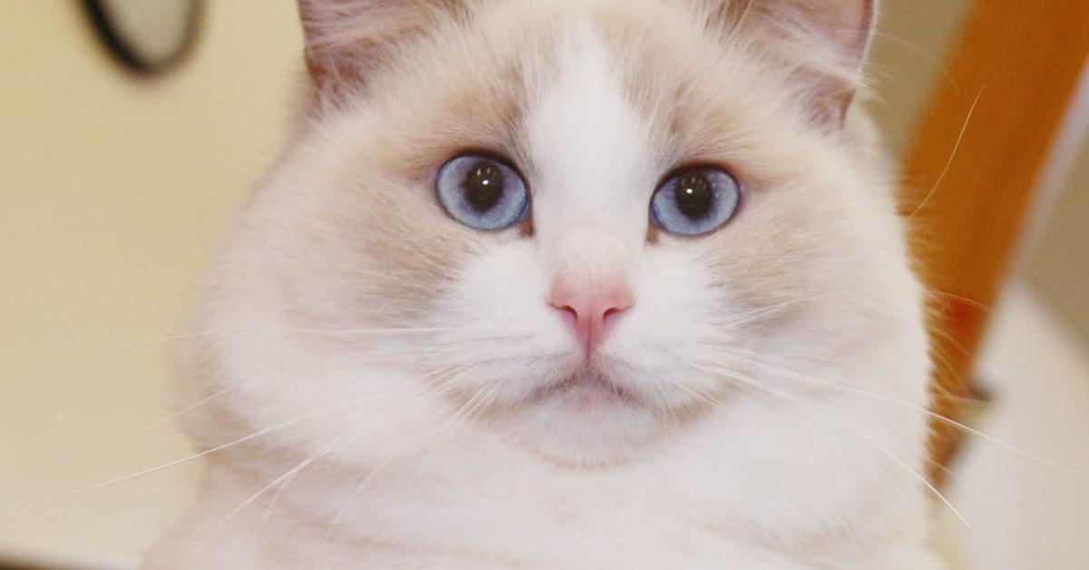 Portrait of a Ragdoll, a creature known scientifically as Felis catus.