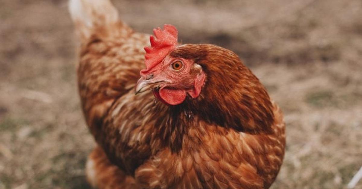 Exquisite image of Red Star Chicken, in Indonesia known as Ayam Merah Bintang.