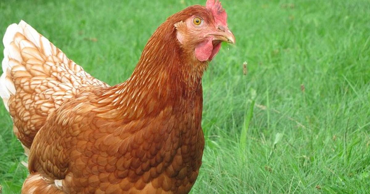 Vibrant snapshot of the Red Star Chicken, commonly referred to as Ayam Merah Bintang in Indonesia.