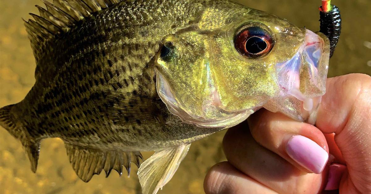 The Rock Bass in its natural beauty, locally called Ikan Batu.