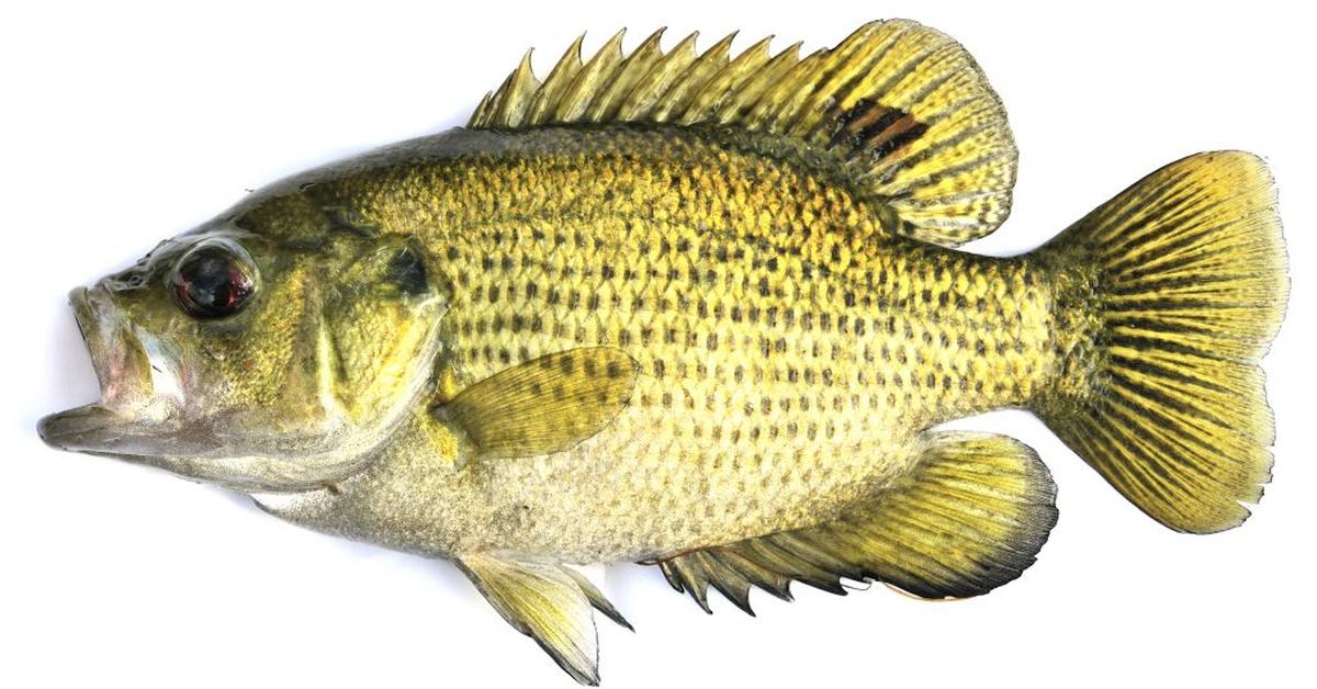 Stunning image of the Rock Bass (A. rupestris), a wonder in the animal kingdom.