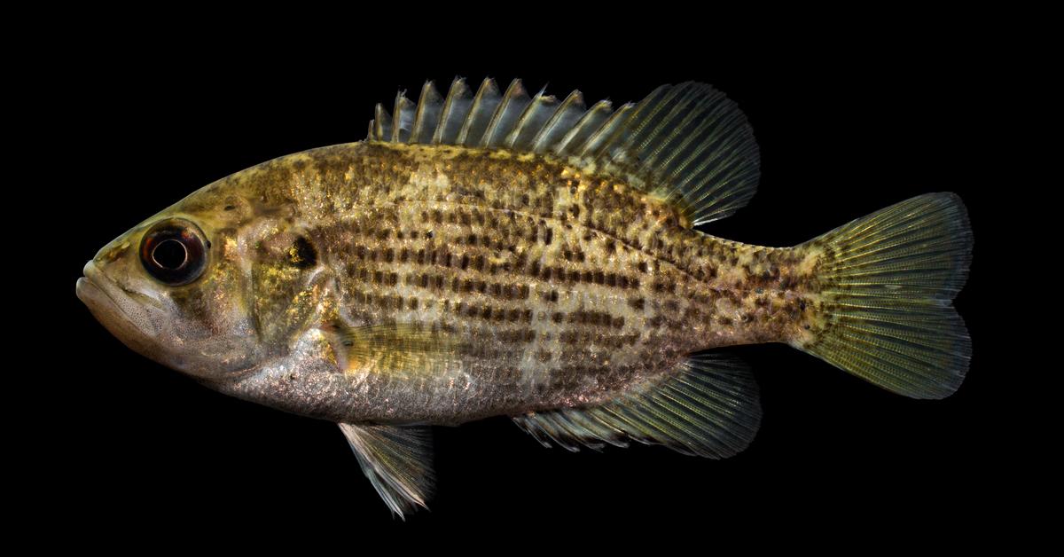 Charming view of the Rock Bass, in Indonesia referred to as Ikan Batu.