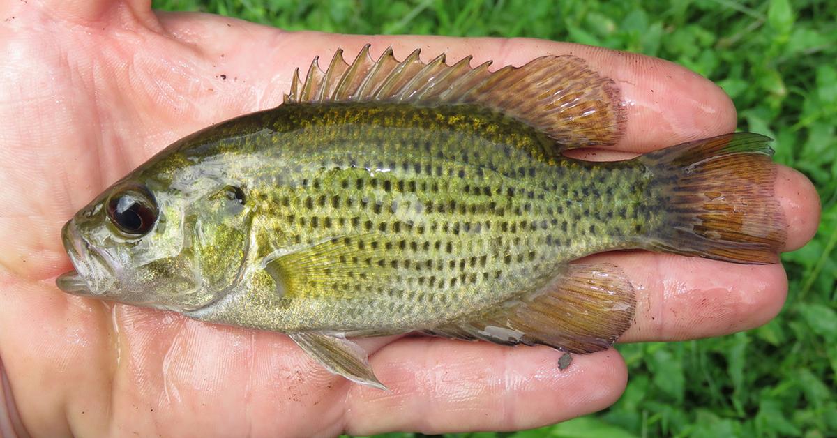 Iconic view of the Rock Bass, or A. rupestris, in its habitat.