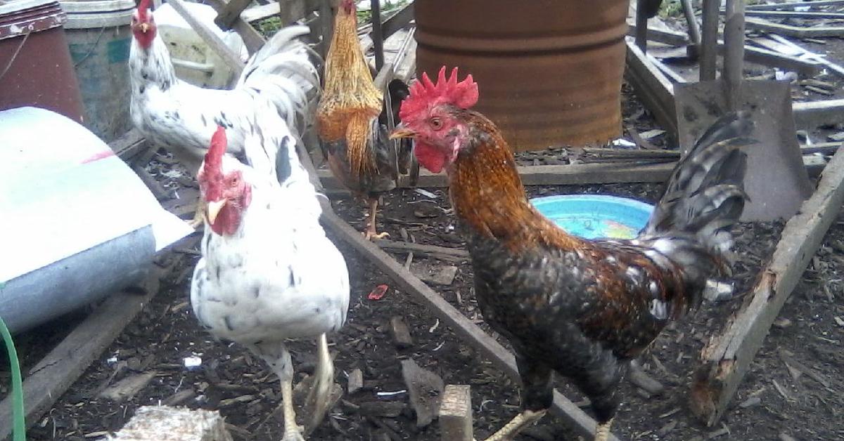 Close-up view of the Redcap Chicken, known as Ayam Redcap in Indonesian.