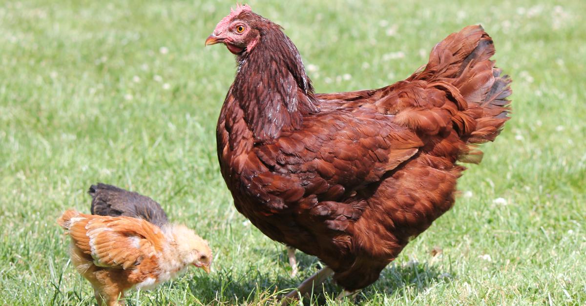 Close-up view of the Rhode Island Red Chicken, known as Ayam Rhode Island Red in Indonesian.