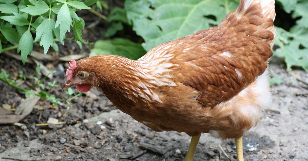 Detailed shot of the Rhode Island Red Chicken, or Gallus gallus domesticus, in its natural setting.