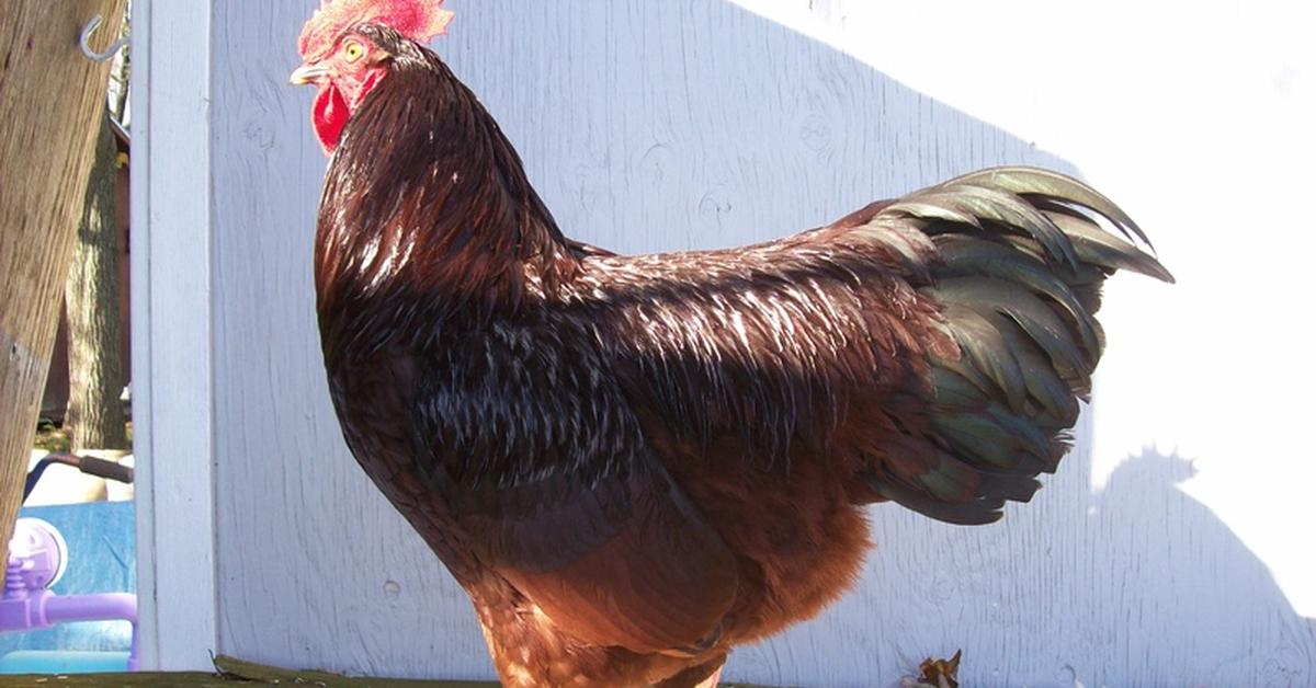 Striking appearance of the Rhode Island Red Chicken, known in scientific circles as Gallus gallus domesticus.