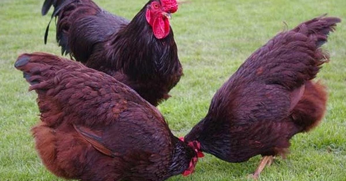 Exquisite image of Rhode Island Red Chicken, in Indonesia known as Ayam Rhode Island Red.