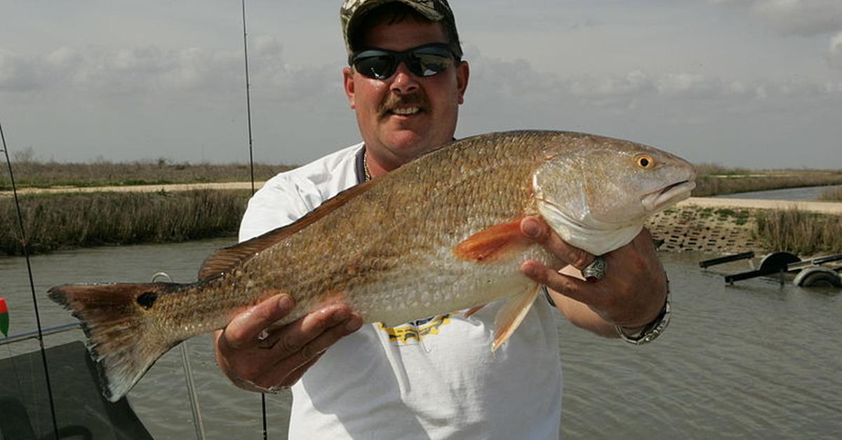 Captivating presence of the Red Drum Fish, a species called Sciaenops ocellatus.