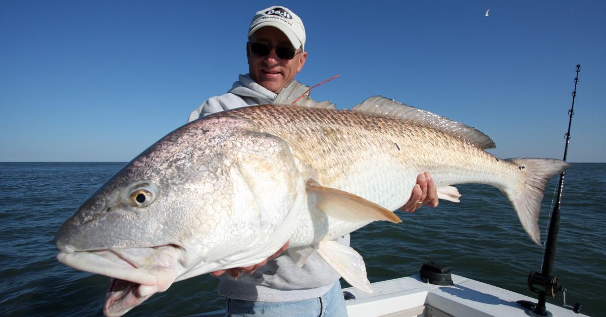 The elegant Red Drum Fish (Sciaenops ocellatus), a marvel of nature.