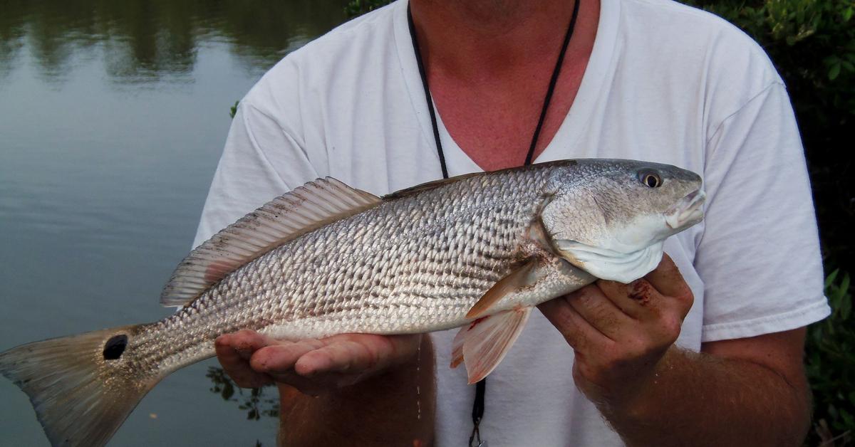 Stunning image of the Red Drum Fish (Sciaenops ocellatus), a wonder in the animal kingdom.