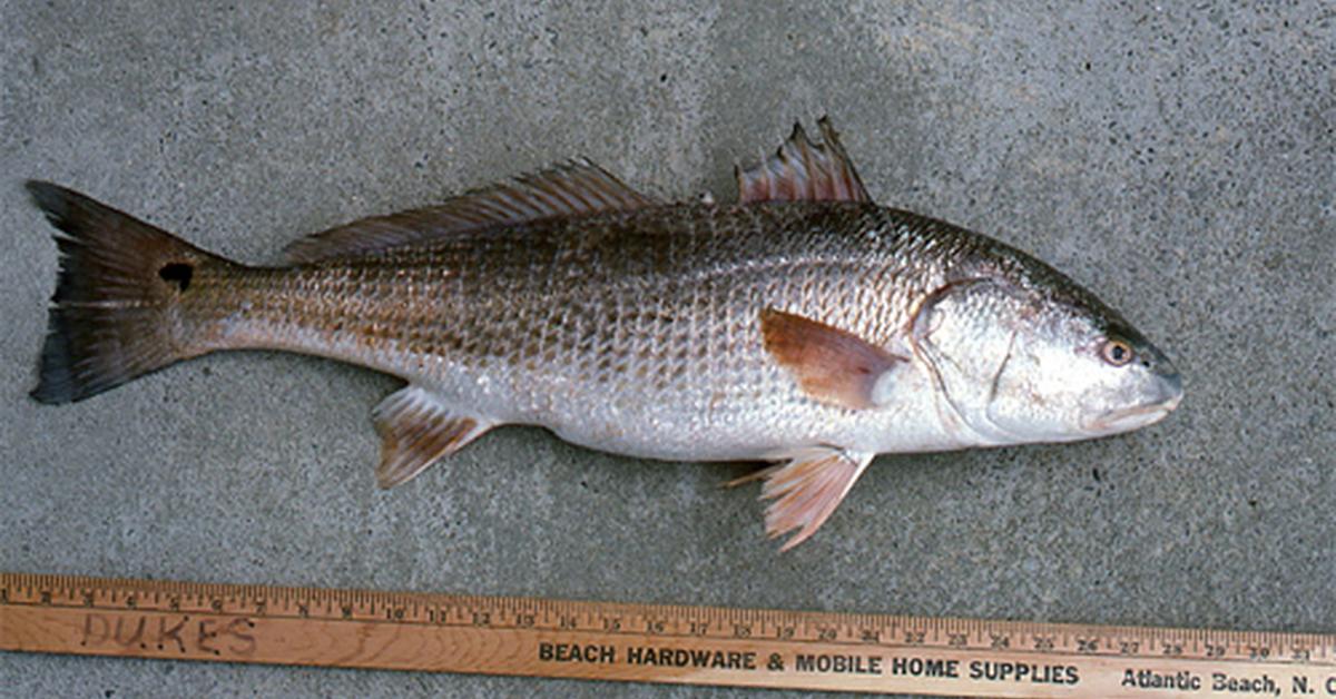 Captured beauty of the Red Drum Fish, or Sciaenops ocellatus in the scientific world.