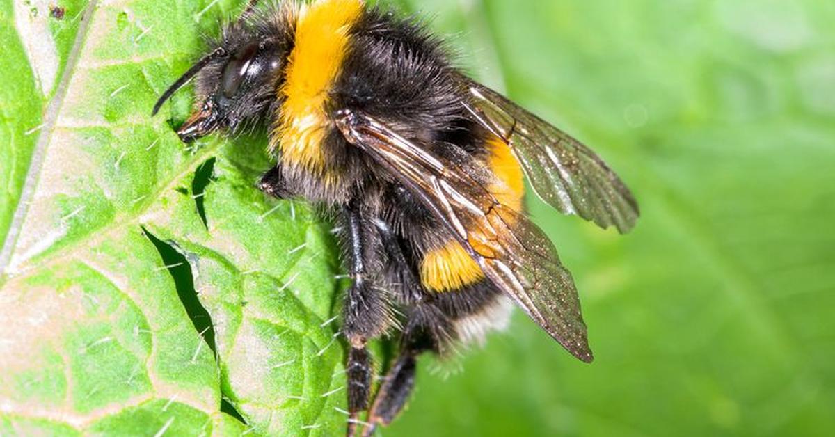 Stunning image of the Red-Tailed Cuckoo Bumblebee (Bombus rupestris), a wonder in the animal kingdom.