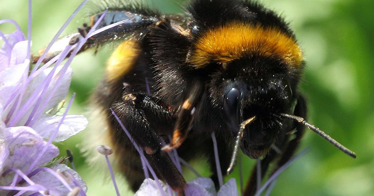 Splendid image of the Red-Tailed Cuckoo Bumblebee, with the scientific name Bombus rupestris.