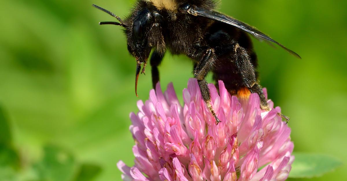 Dynamic image of the Red-Tailed Cuckoo Bumblebee, popularly known in Indonesia as Lebah Bumblebee Ekor Merah.