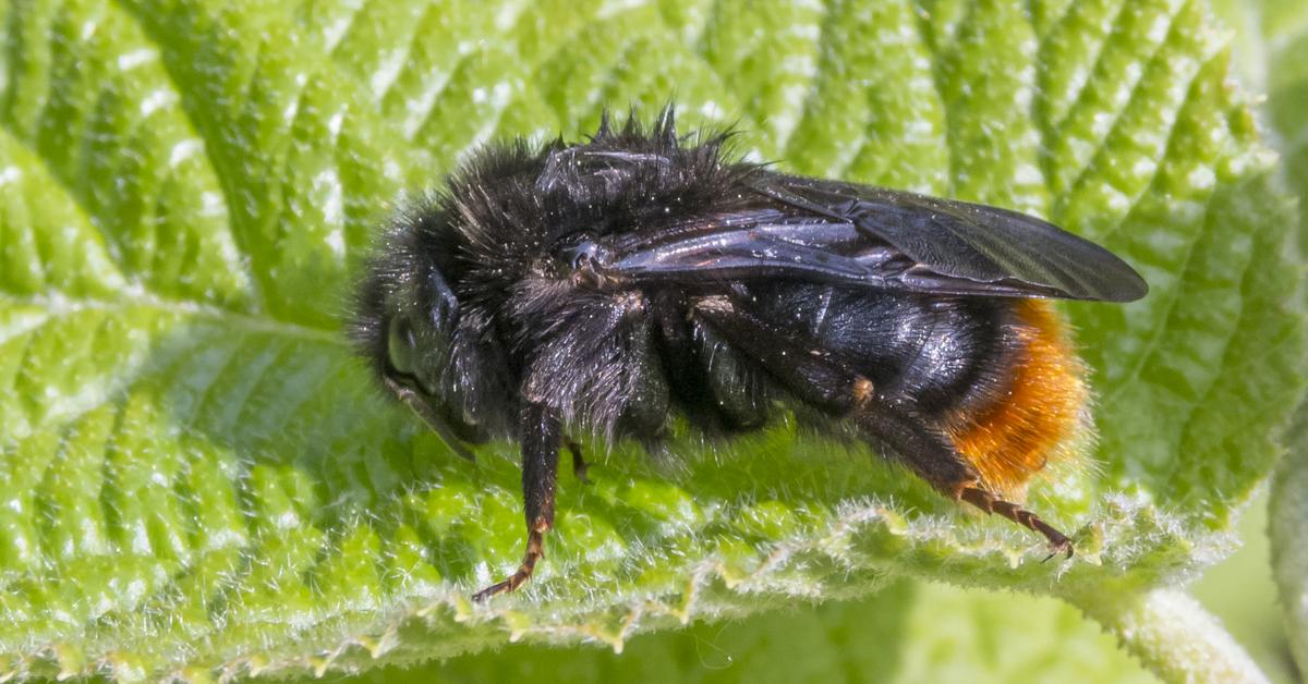 Close-up view of the Red-Tailed Cuckoo Bumblebee, known as Lebah Bumblebee Ekor Merah in Indonesian.