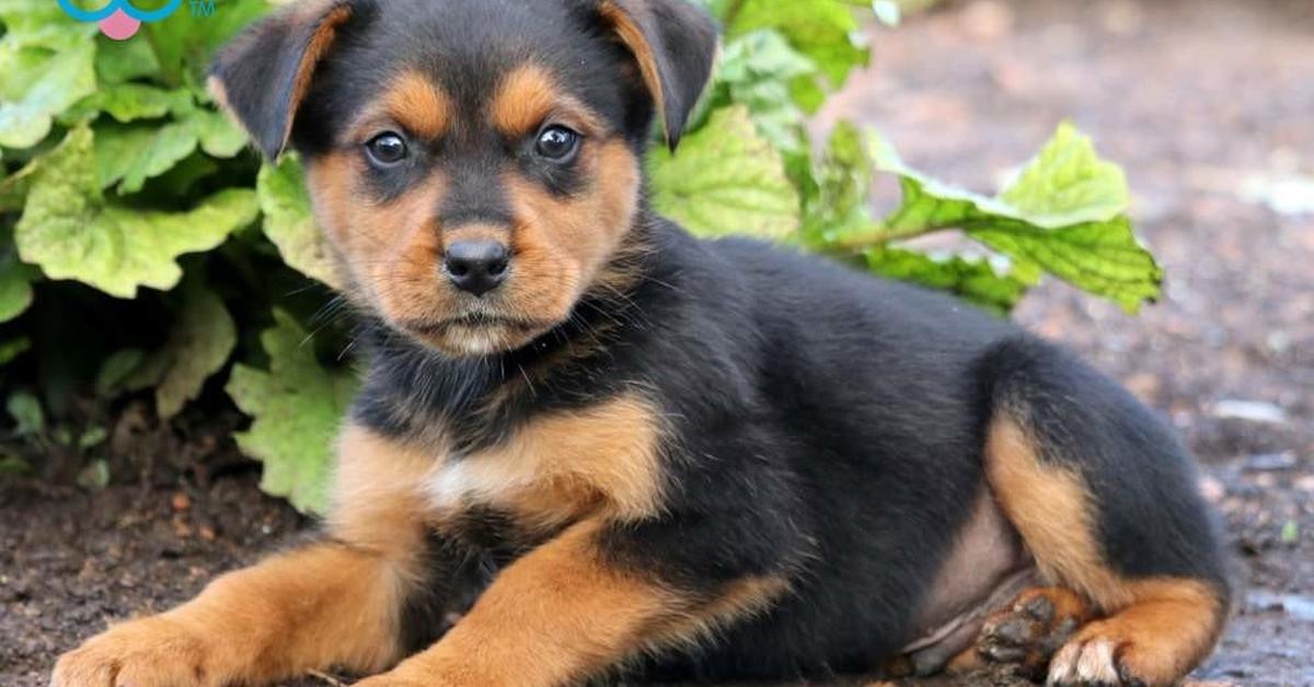 The elegant Rottweiler Mix (Canis lupus), a marvel of nature.