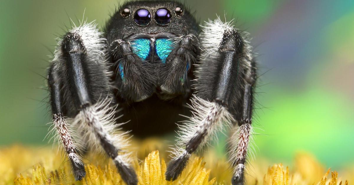 The Regal Jumping Spider in its natural beauty, locally called Laba-laba Loncat Megah.