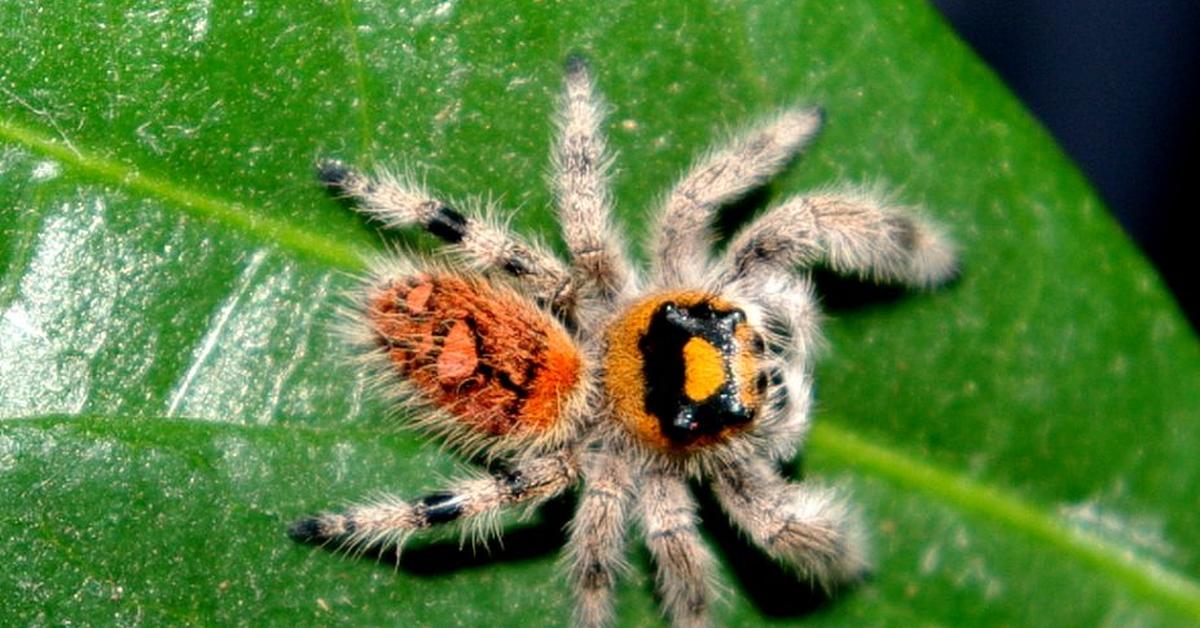 A look at the Regal Jumping Spider, also recognized as Laba-laba Loncat Megah in Indonesian culture.