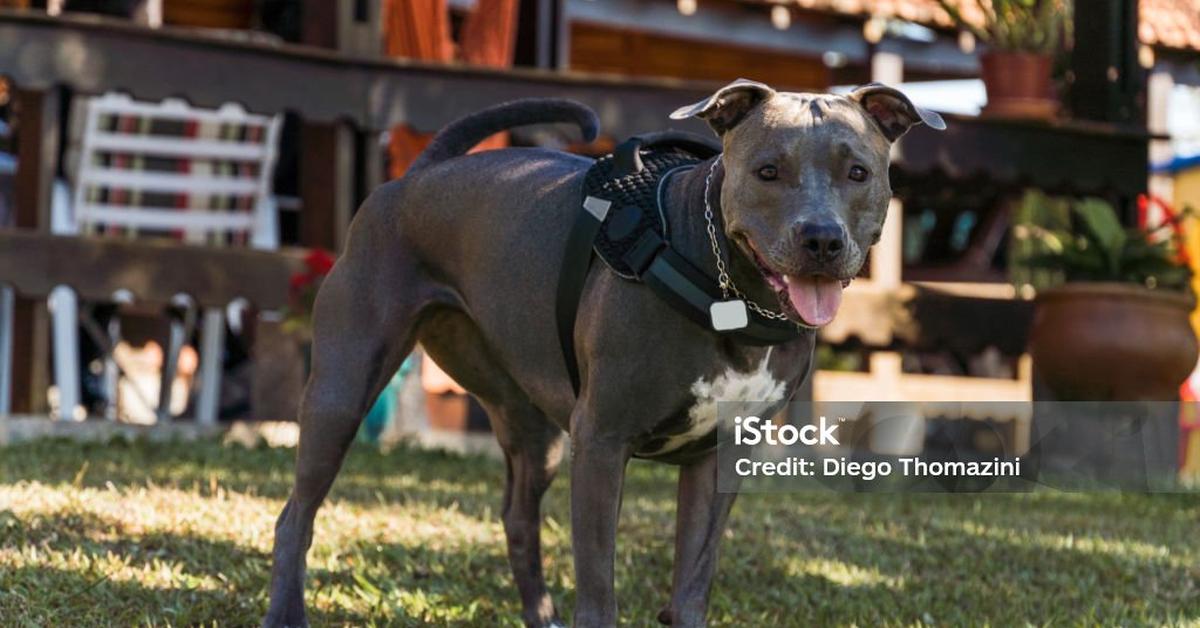 Portrait of a Red Nose Pit Bull, a creature known scientifically as Canis lupus.