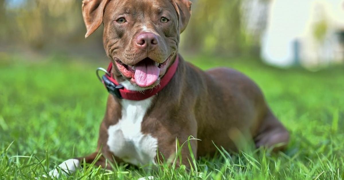 The alluring Red Nose Pit Bull, commonly referred to as Pit Bull Hidung Merah in Bahasa Indonesia.