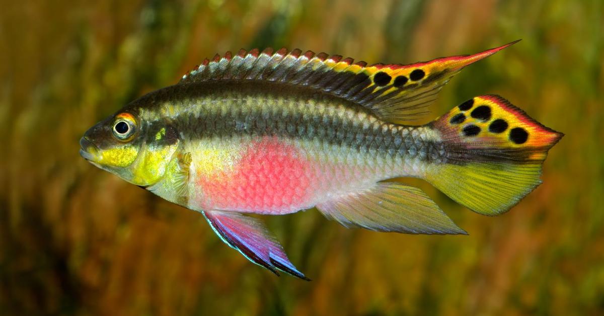 The Rainbow Kribs, a species known as Pelvicachromis pulcher, in its natural splendor.