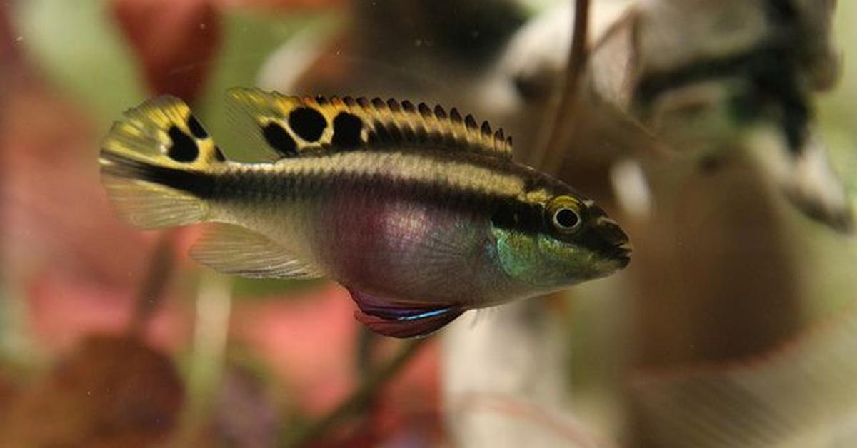 Graceful Rainbow Kribs, a creature with the scientific name Pelvicachromis pulcher.