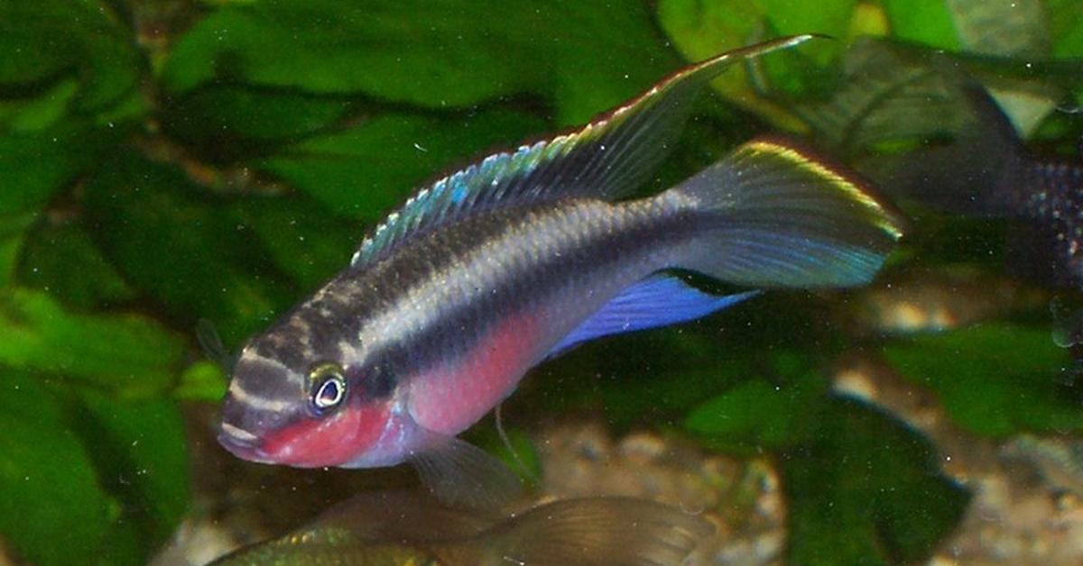 Captured beauty of the Rainbow Kribs, or Pelvicachromis pulcher in the scientific world.