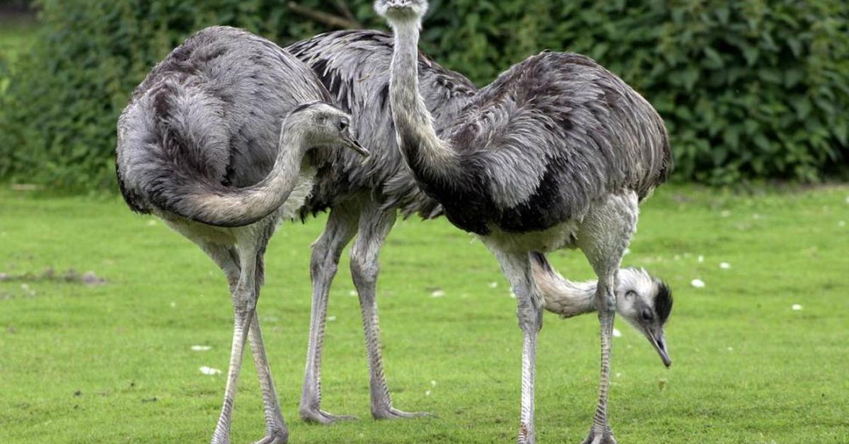 A beautiful representation of the Rhea, scientifically Rhea americana & Rhea pennata.