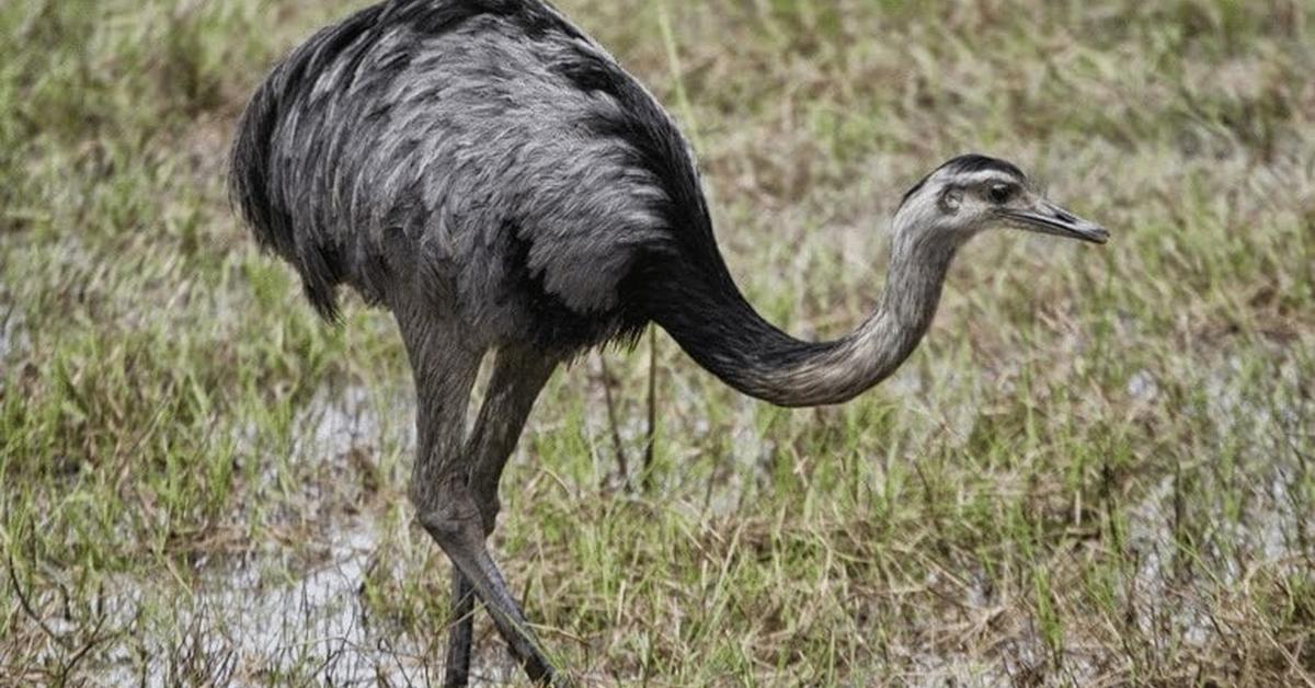 Charming view of the Rhea, in Indonesia referred to as Burung Rhea.