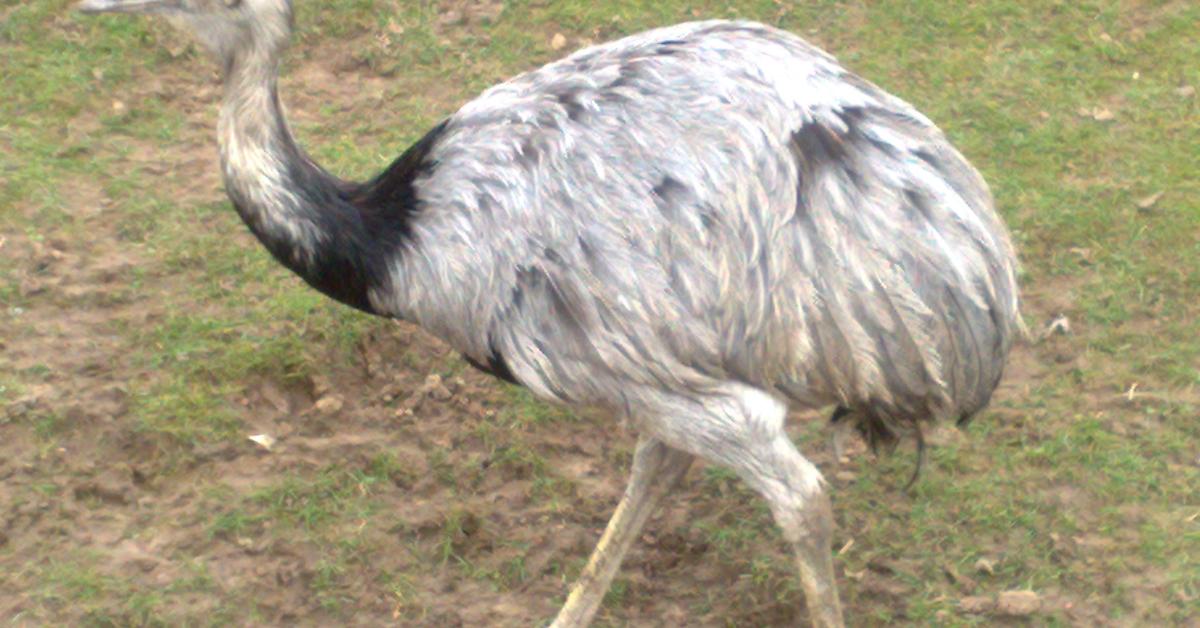 Natural elegance of the Rhea, scientifically termed Rhea americana & Rhea pennata.