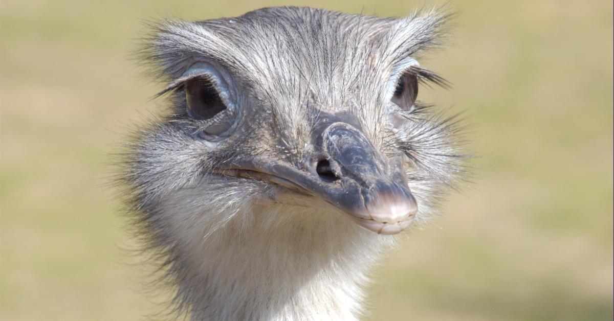 The majestic Rhea, also called Burung Rhea in Indonesia, in its glory.