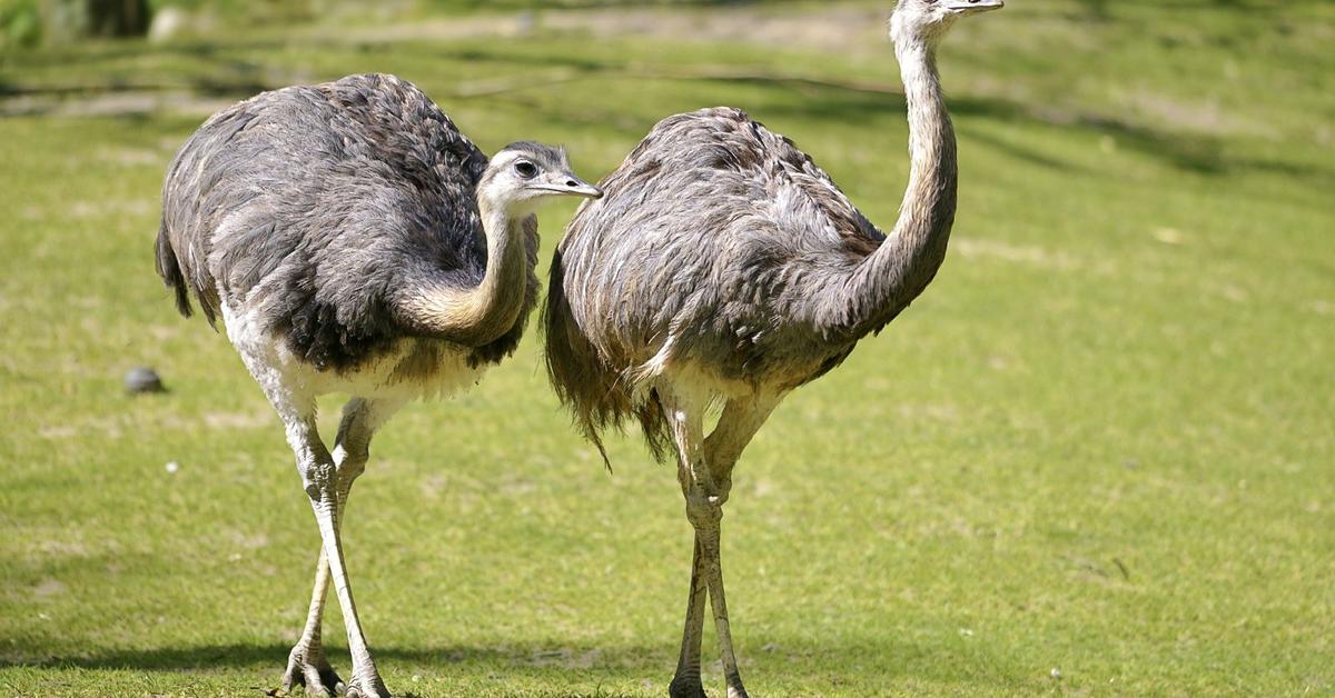 Dynamic image of the Rhea, popularly known in Indonesia as Burung Rhea.