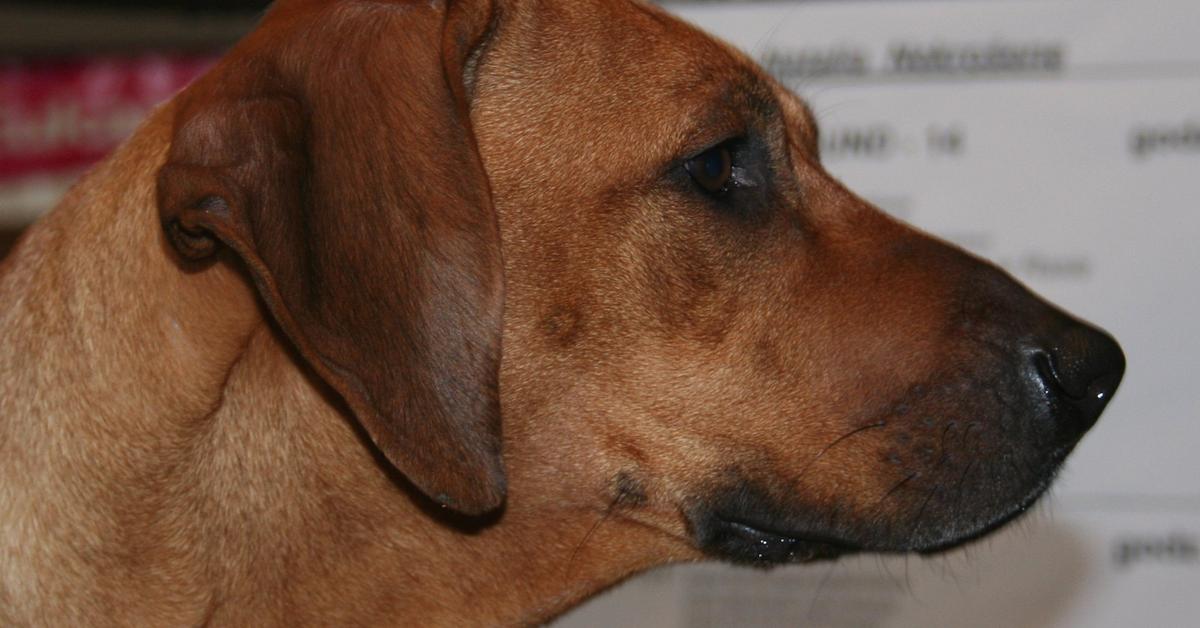 Engaging shot of the Rhodesian Ridgeback, recognized in Indonesia as Anjing Rhodesian Ridgeback.