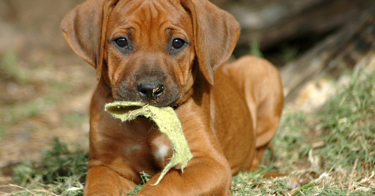 Visual representation of the Rhodesian Ridgeback, recognized in Indonesia as Anjing Rhodesian Ridgeback.