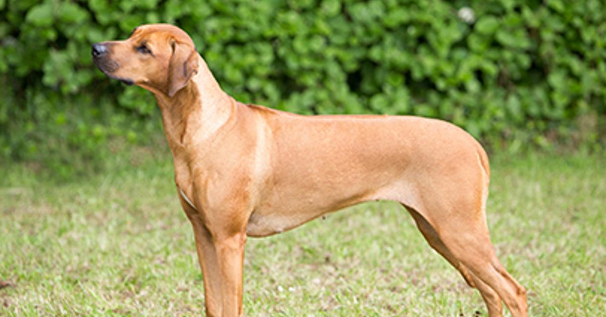 A beautiful representation of the Rhodesian Ridgeback, scientifically Canis lupus.