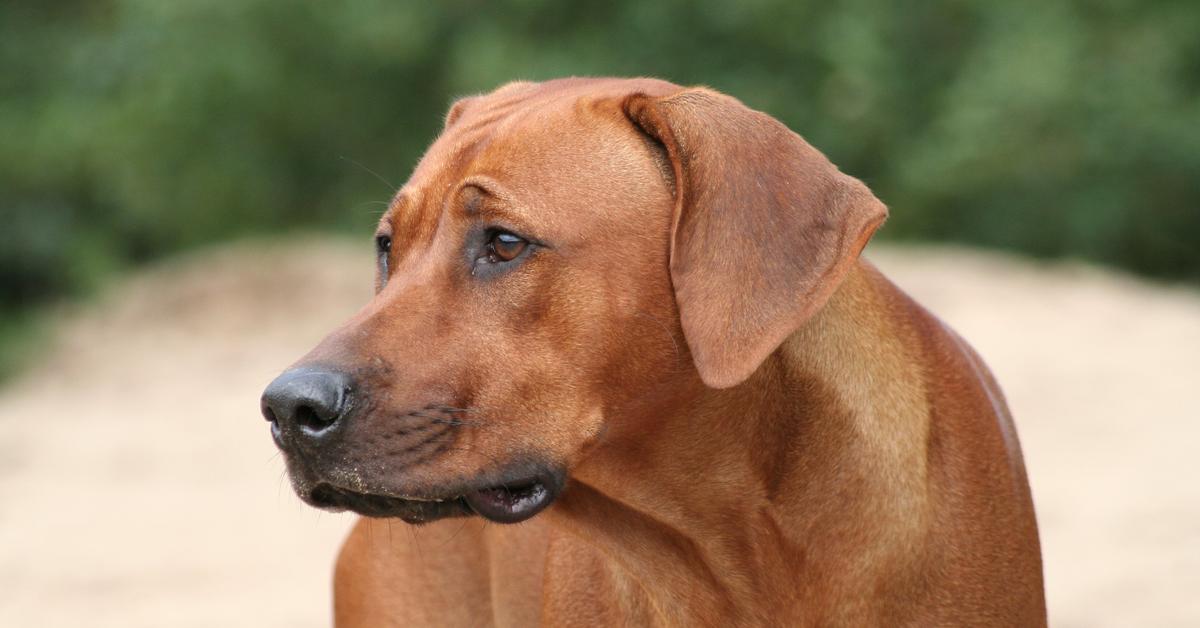 A beautiful representation of the Rhodesian Ridgeback, scientifically Canis lupus.