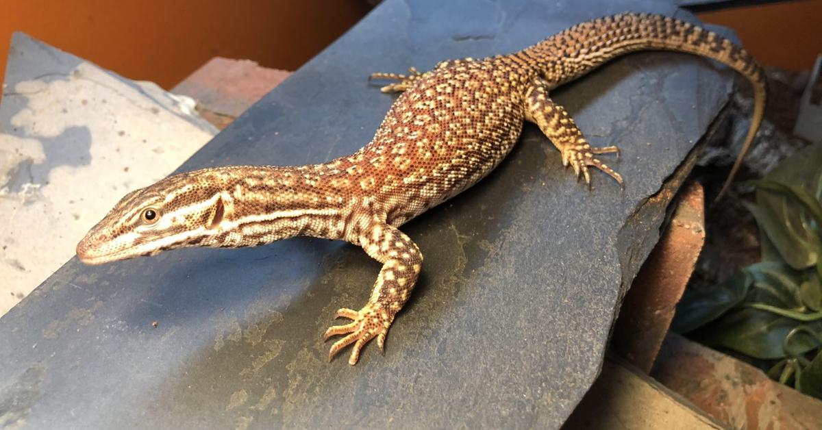 Exquisite image of Red Ackie Monitor, in Indonesia known as Monitor Ackie Merah.