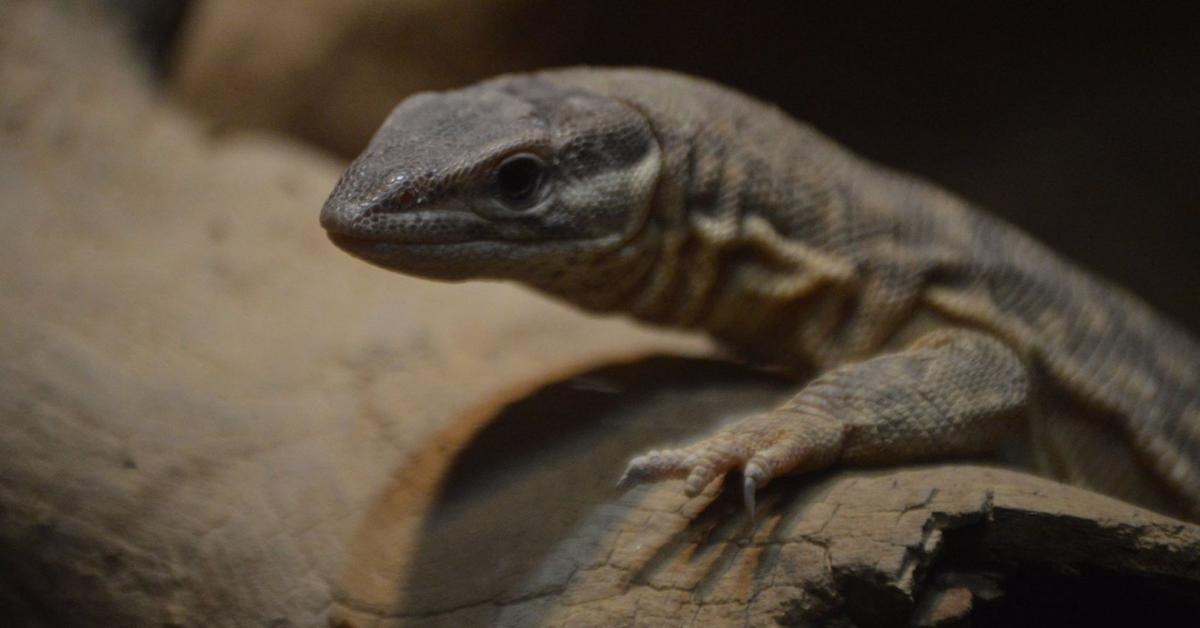 Unique portrayal of the Red Ackie Monitor, also called Monitor Ackie Merah in Bahasa Indonesia.