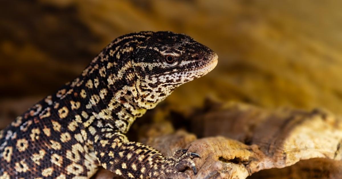 Snapshot of the intriguing Red Ackie Monitor, scientifically named Varanus acanthurus.