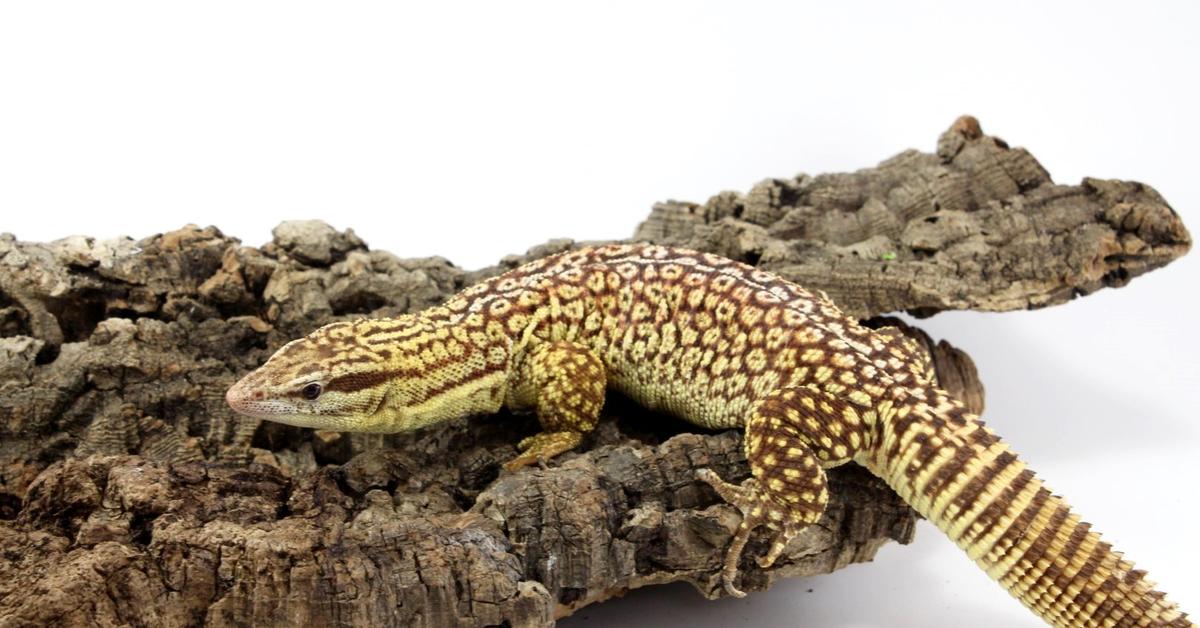 Insightful look at the Red Ackie Monitor, known to Indonesians as Monitor Ackie Merah.