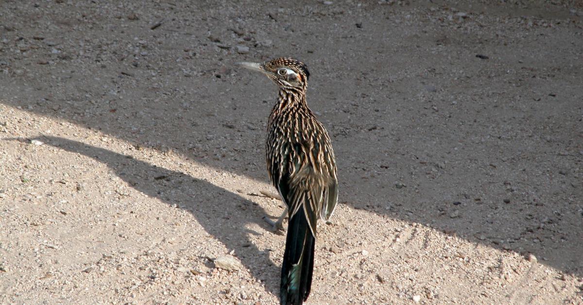 Engaging shot of the Roadrunner, recognized in Indonesia as Burung Jalanan.