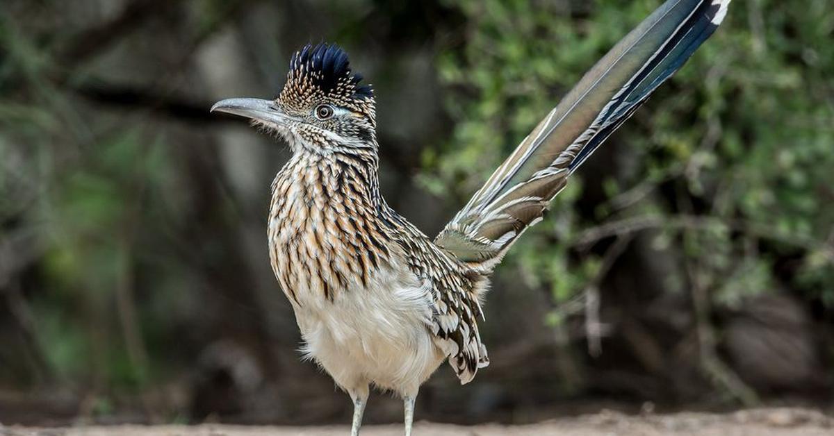 Visual representation of the Roadrunner, recognized in Indonesia as Burung Jalanan.