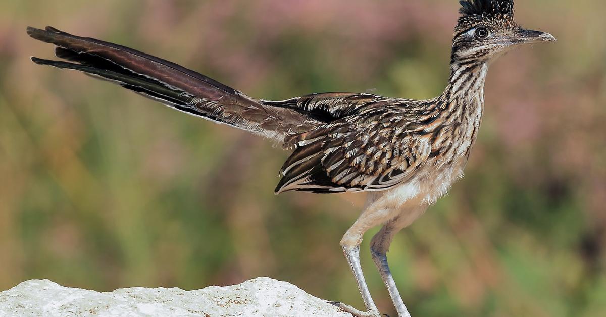 A look at the Roadrunner, also recognized as Burung Jalanan in Indonesian culture.