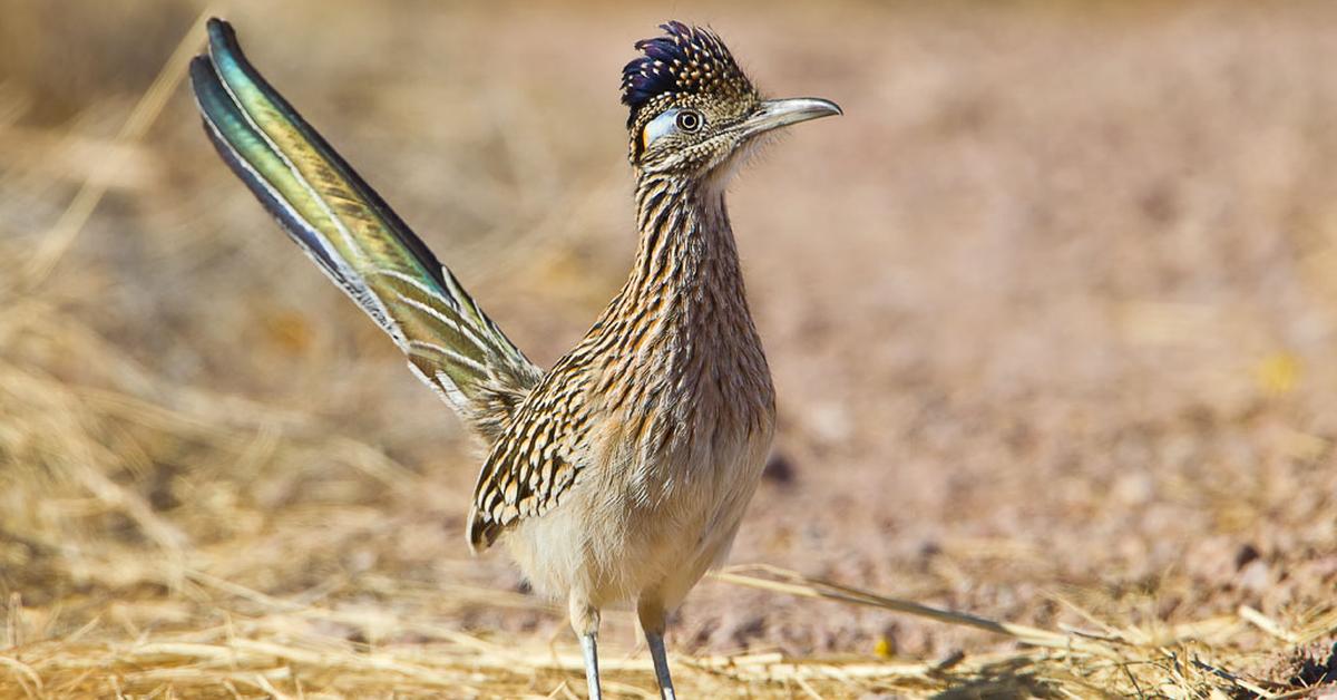 Vivid image of the Roadrunner, or Burung Jalanan in Indonesian context.